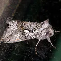 Syngrapha celsa - Hodges#8944