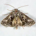 Syngrapha celsa - Hodges#8944 - photo 2