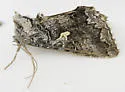 Syngrapha celsa - Hodges#8944 - photo 4