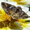 Syngrapha cryptica - Hodges#8941