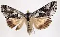 Syngrapha cryptica - Hodges#8941 - photo 3