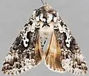 Syngrapha cryptica - Hodges#8941 - photo 4