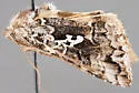 Syngrapha cryptica - Hodges#8941 - photo 5