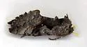 Epigaea Looper - Hodges#8927 - photo 4