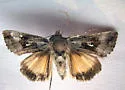 Syngrapha microgamma - Hodges#8946 - Syngrapha microgamma