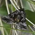 Syngrapha microgamma - Hodges#8946 - photo 2