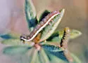 Syngrapha microgamma - Hodges#8946 - photo 3