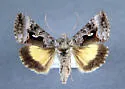 Syngrapha microgamma - Hodges#8946 - photo 4