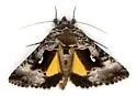 Syngrapha microgamma - Hodges#8946 - photo 5