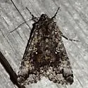 Dusky Silver Y - Hodges#8926 - photo 2