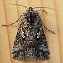 Dusky Silver Y - Hodges#8926 - photo 3