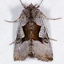 Syngrapha orophila - Hodges#8930 - Syngrapha orophila