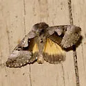 Syngrapha orophila - Hodges#8930 - photo 2