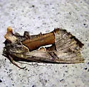 Syngrapha sackenii - Hodges#8932 - Syngrapha sackenii
