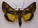 Syngrapha sackenii - Hodges#8932 - photo 2