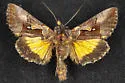 Syngrapha sackenii - Hodges#8932 - photo 4