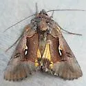 Syngrapha sackenii - Hodges#8932 - photo 5