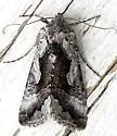 Syngrapha surena - Hodges#8938 - Syngrapha surena