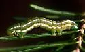 Spruce False Looper - Hodges#8929 - Syngrapha viridisigma