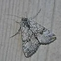 Spruce False Looper - Hodges#8929 - photo 3