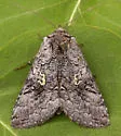 Spruce False Looper - Hodges#8929 - photo 4