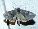 Spruce False Looper - Hodges#8929 - photo 5