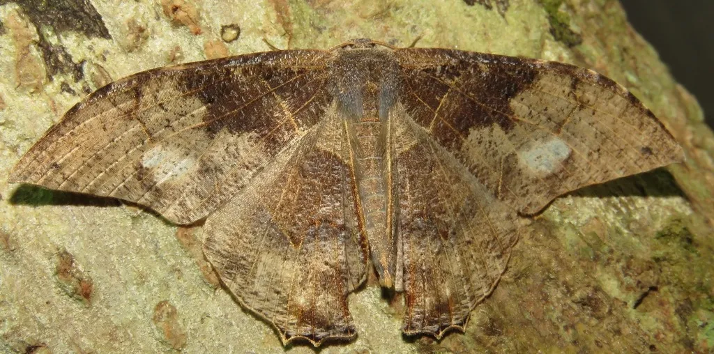 Syngria druidaria - photo 2