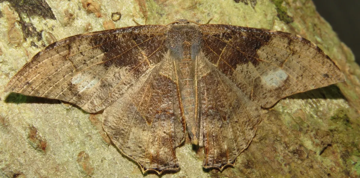 Syngria druidaria - photo 3