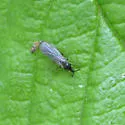 Synneuron decipiens - Synneuron decipiens