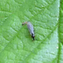 Synneuron decipiens - photo 2