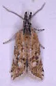 Rabbitbrush Webbing Moth - Hodges#3746 - photo 4