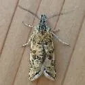 Rabbitbrush Webbing Moth - Hodges#3746 - photo 5