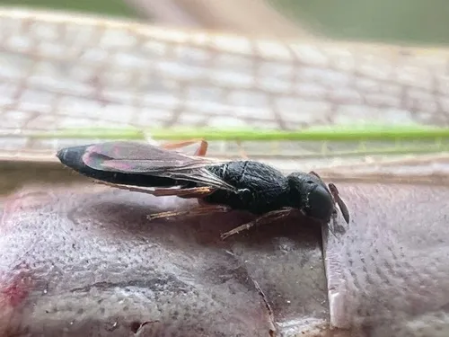 Synoditella bisulcata