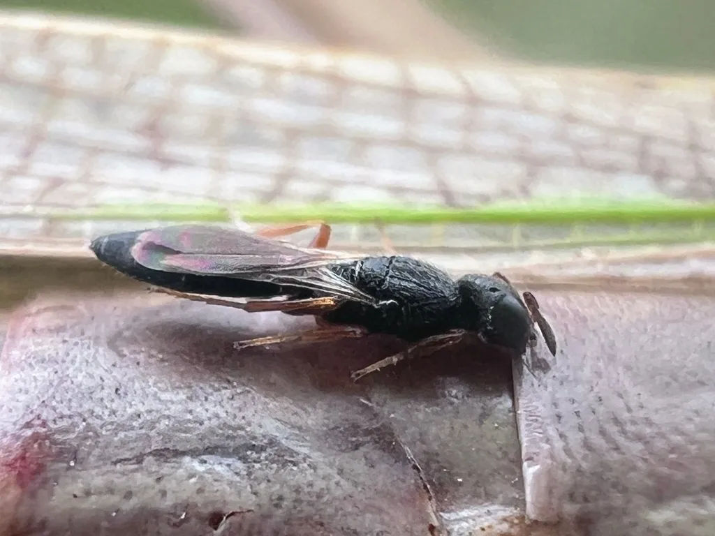 Synoditella bisulcata - photo 2
