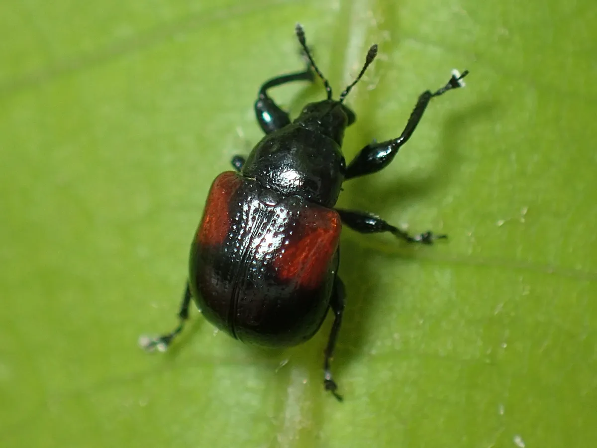 Oak Leafrolling Weevil - photo 3