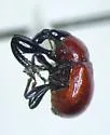 Synolabus nigripes