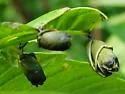 Synolabus nigripes - photo 2