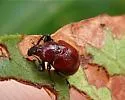 Synolabus nigripes - photo 3