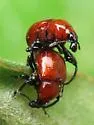 Synolabus nigripes - photo 4