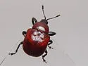 Synolabus nigripes - photo 5
