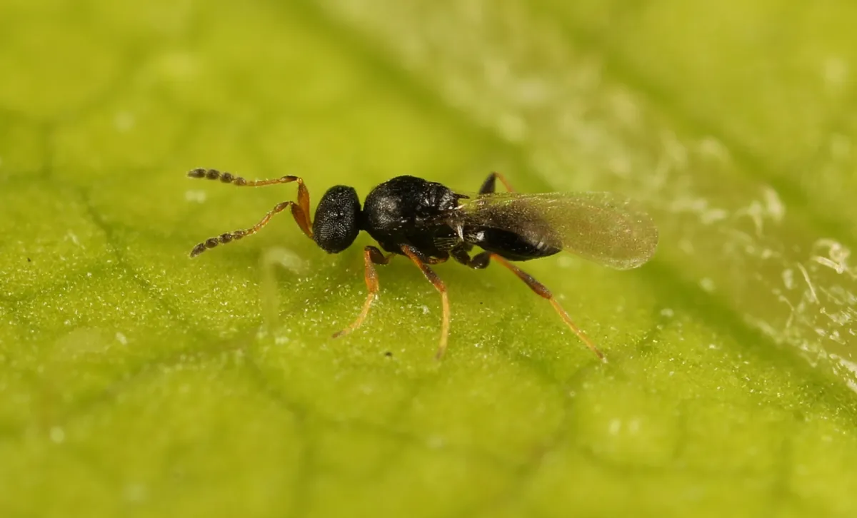 Synopeas jasius - photo 3