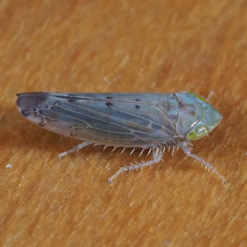 Synophropsis lauri