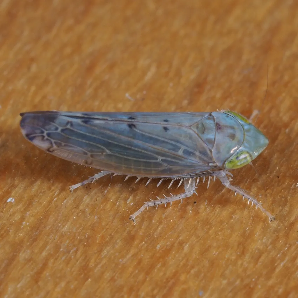 Synophropsis lauri - photo 2