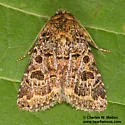 Synorthodes auriginea - Hodges#10590 - photo 2