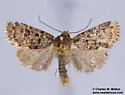 Synorthodes auriginea - Hodges#10590 - photo 4