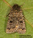 Synorthodes typhedana - Hodges#10591