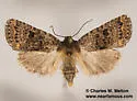Synorthodes typhedana - Hodges#10591 - photo 2