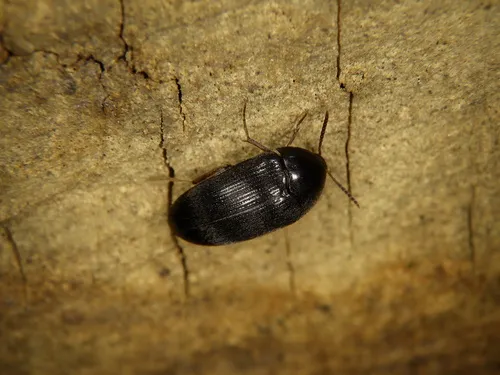 Synstrophus macrophthalmus