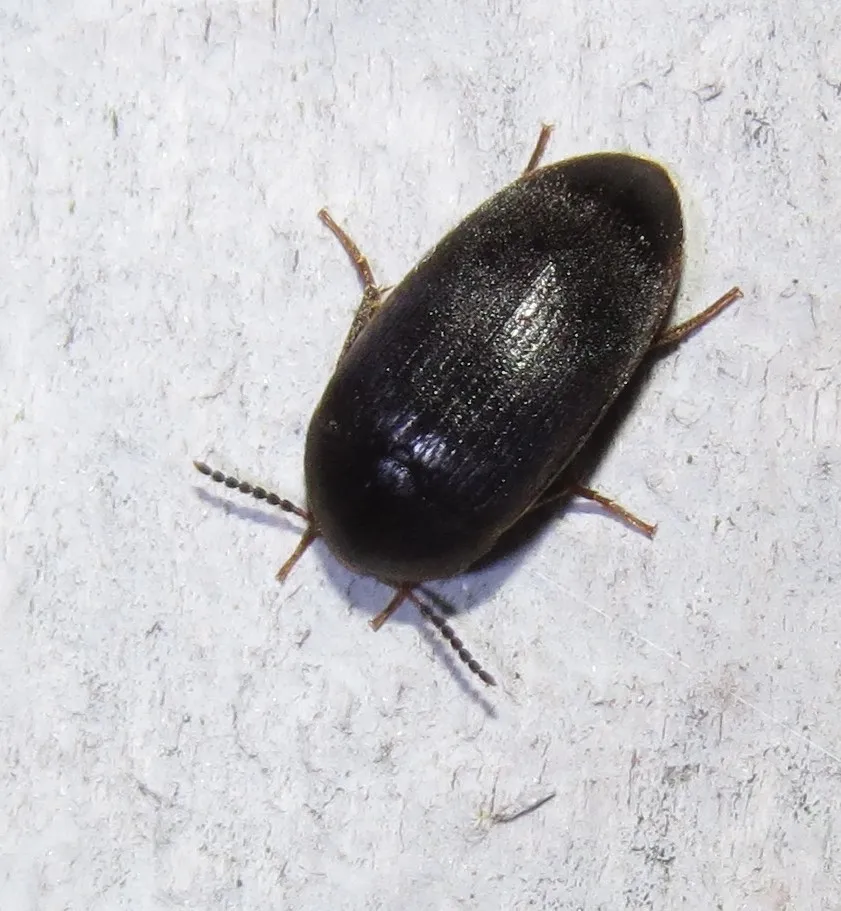 Synstrophus repandus - photo 2