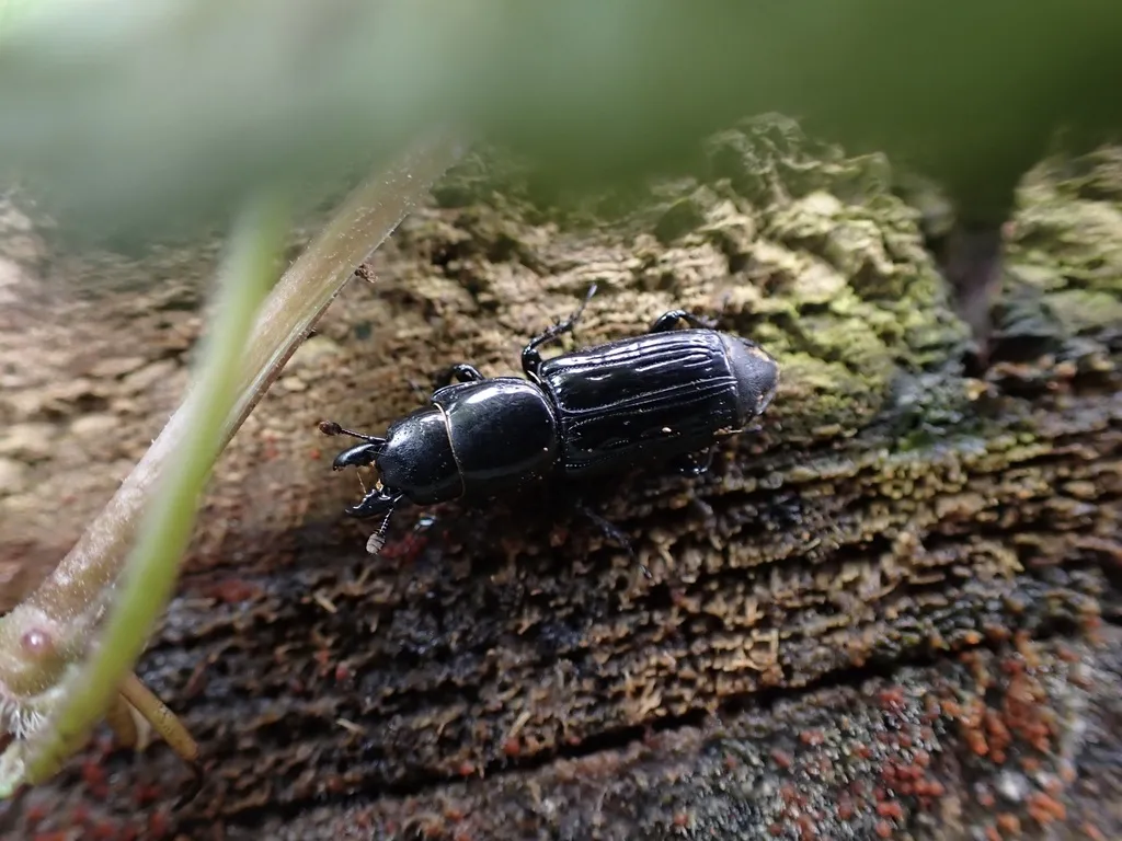 Sap-flow beetles - photo 2